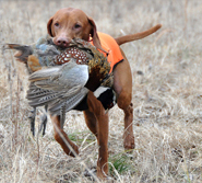 Vizsla Kosmo -- CH Derby's Read Em And Weep MH -- Retrieving a Pheasant