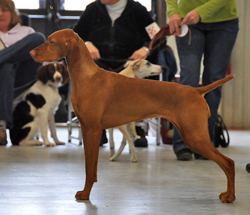 Vizsla Trip practices her "show stack"