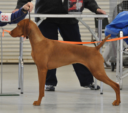 Vizsla Trip in her "show stack"