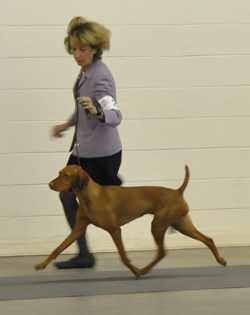 Vizsla Trip shows her pretty movement