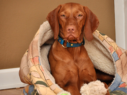 The Vizsla Diva Trip chillin' at home in Denver, Colorado