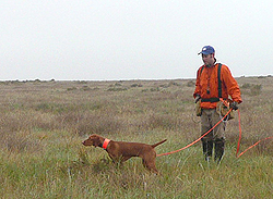 Aaron training 9 month old Vizsla puppy Trip