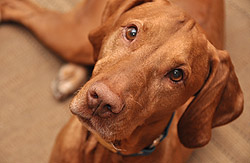 Our most curious Vizsla boy Remus