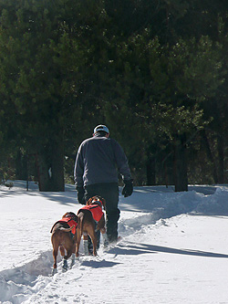 Vizslas snowshoeing with dad