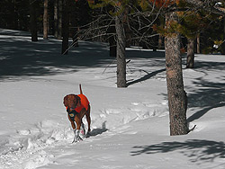 Vizsla Kosmo enjoys snowshoeing