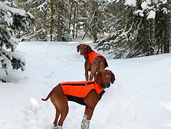 Vizslas Kosmo and Remus snowshoeing in Colorado