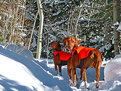Vizslas snowshoeing
