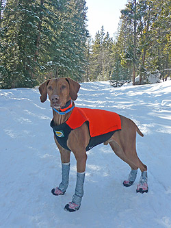 Vizsla Remus shows off his snowshoeing gear