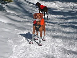 Silly Vizsla Remus grabs a quick bite of snow
