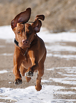 Air Vizsla - Amante