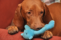 Kos and the Blue Bear