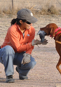 Kosmo practicing a trained retrieve with Mel
