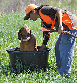 Kos cools off before entering the bird field