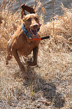 Vizsla Remus says "YAHOO!!"