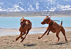 Suede runnin' down Amante