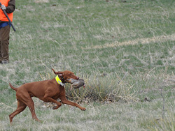 Suede retrieves in her Senior Hunting Test