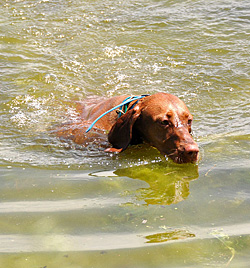Trip swims with determination!