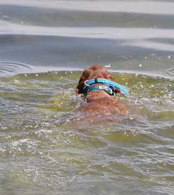 Trip still swimming!