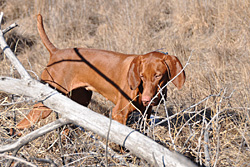 Vizsla Amante's stunning point