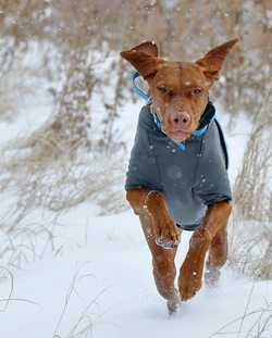 Vizsla Trip enjoys the snow covered fields of Colorado