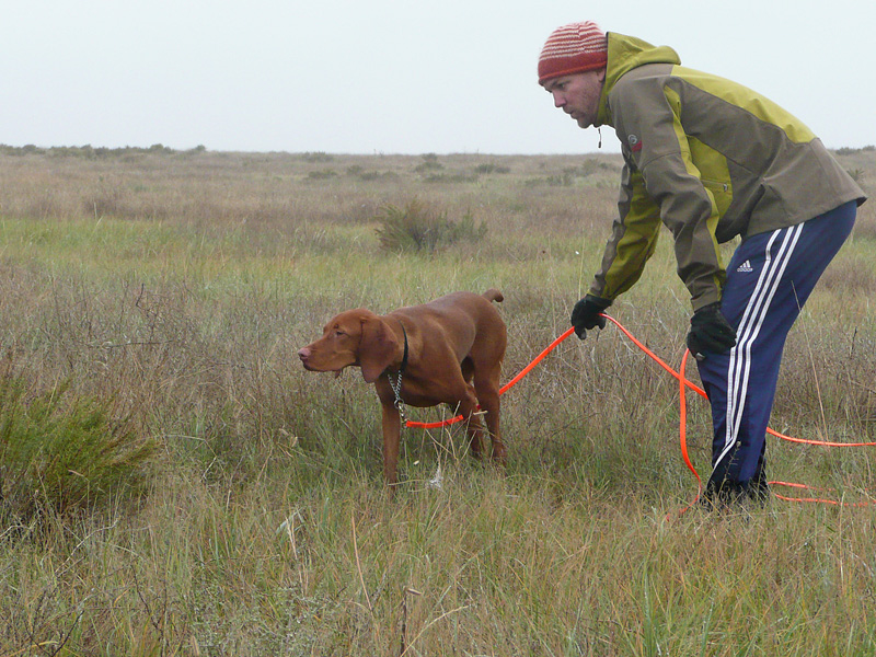 Jason reminds Vizsla pup Guinness to hold point