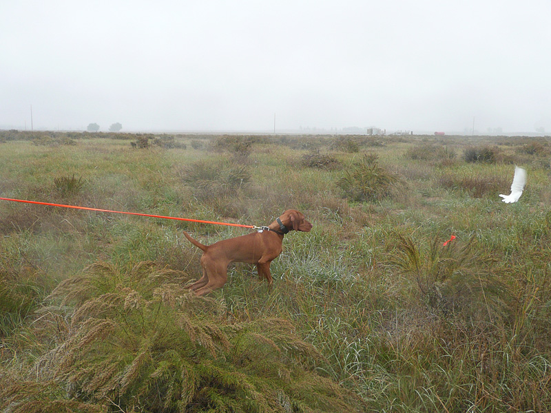 Vizsla pup Monty learns 'no chasing'
