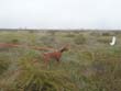 Vizsla pup Monty learns 'no chasing'