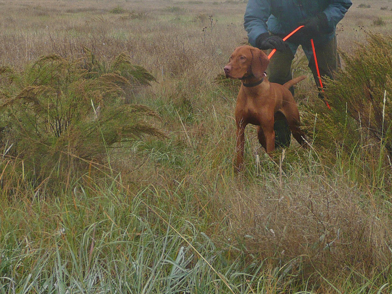 Helping Vizsla pup Monty hold point