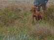 Helping Vizsla pup Monty hold point