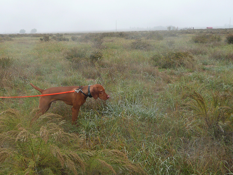 Vizsla puppy Monty on point
