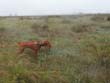 Vizsla pup Monty on point