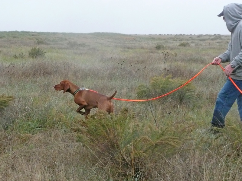 Vizsla pup Peak on point