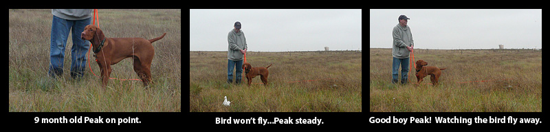 Peak - A steady Vizsla puppy 