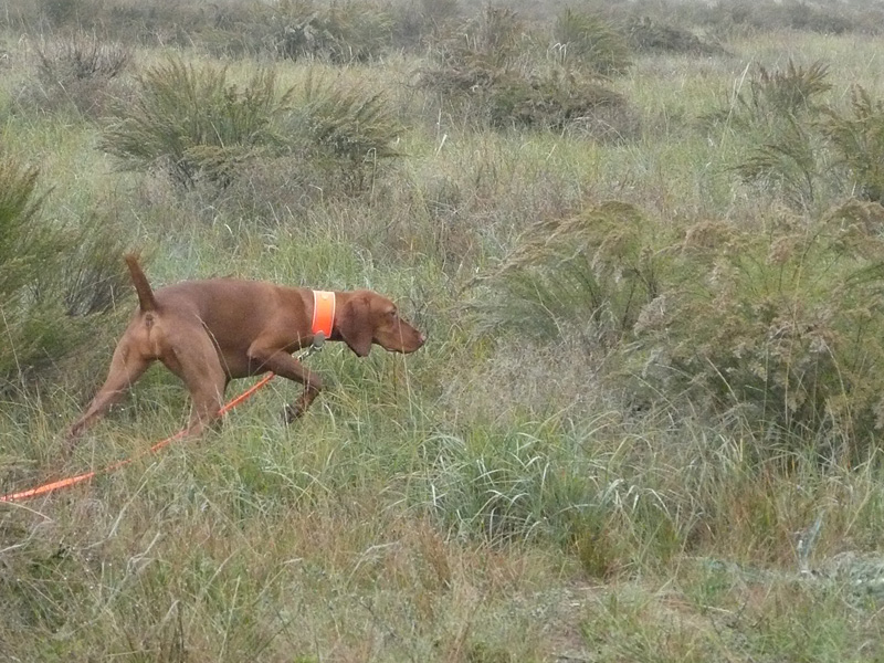 Vizsla puppy Trip on point