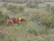 Vizsla puppy Trip on point