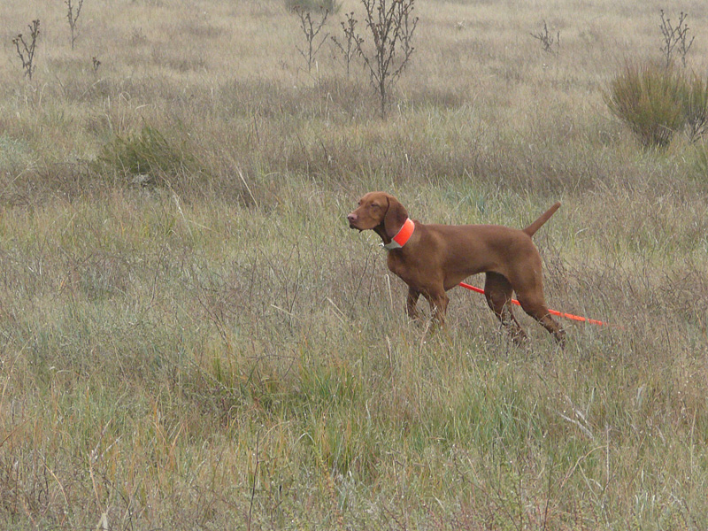 Vizsla puppy Trip holding her point