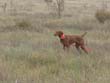 Vizsla puppy Trip holding her point