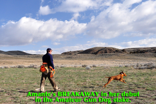 Amante's breakaway in her debut in gun dog 