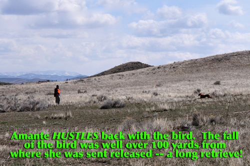 Amante hustling back with the downed bird.  The bird dropped over 100 yards from where she originally pointed it.