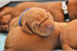 Blue Boy finds a perfect pillow!
