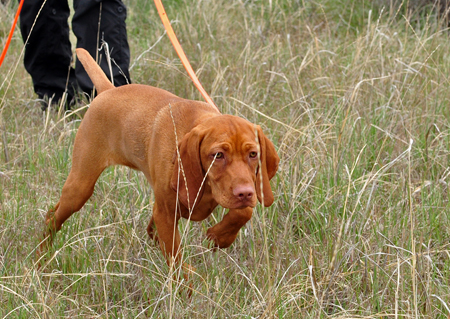 Vizsla Puppy Crush on point - 4 months old
