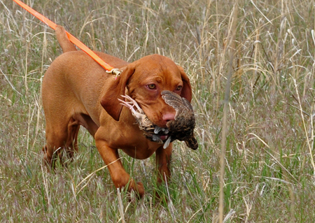 Vizsla Puppy Crush retrieving a quail - 4 months old
