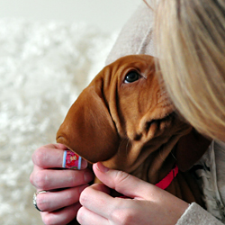 Vizsla puppy Crush has already mastered giving gentle kisses