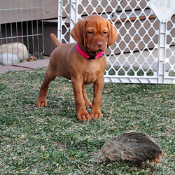 Crush points a pheasant wing - 6 weeks, 2 days old