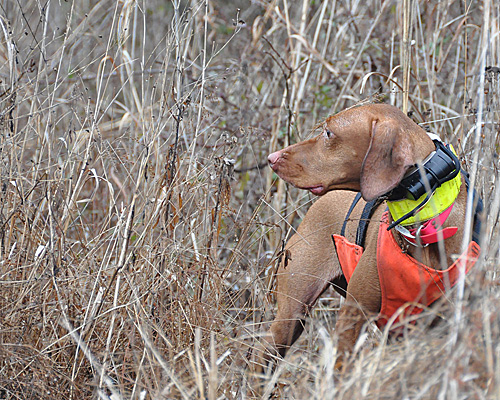 Vizsla Dart holds point on a pheasant