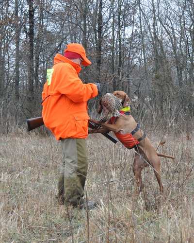Vizsla Dart retrieves to hand