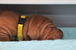Gold Boy needs more wrinkles!