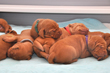 Green Boy is King of this puppy pile!