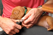 Green Boy having his nails dremeled