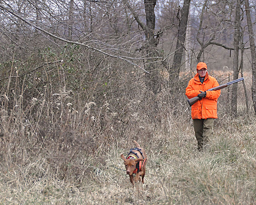 Jan and Dart hunt the treeline for pheasant